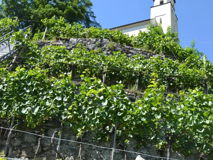 Weinberg Glarus