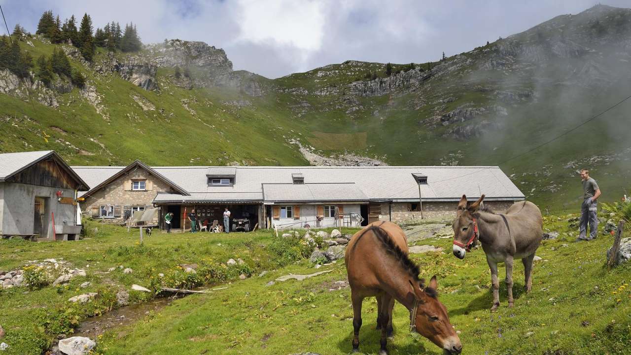 Käsepass Alp Fessis