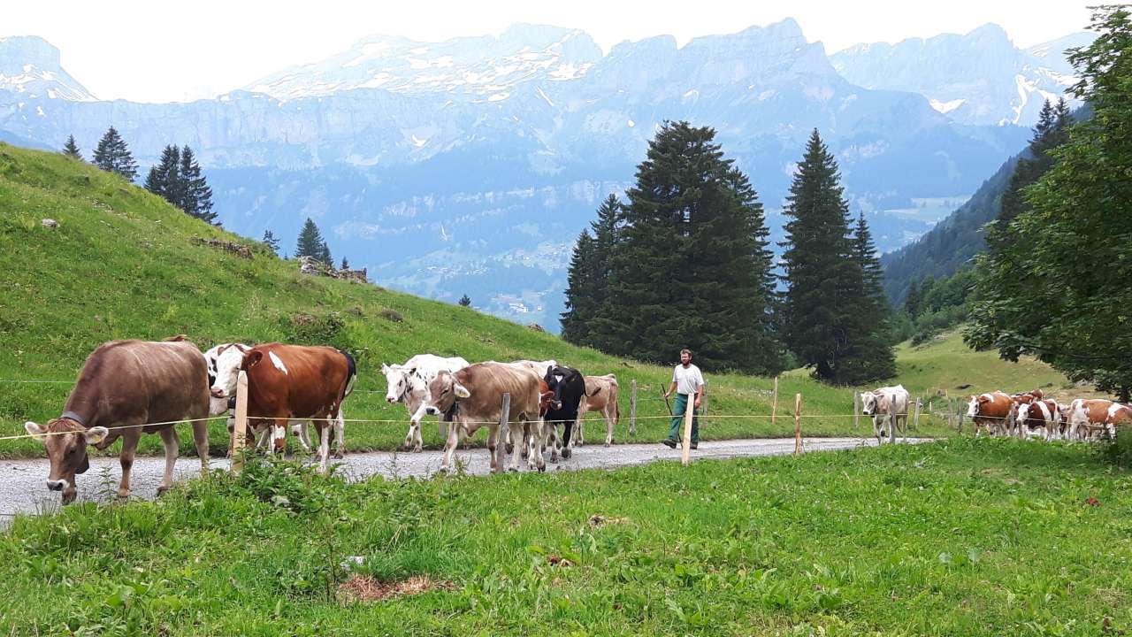 Käsepass Alp Vorder Durnachtal