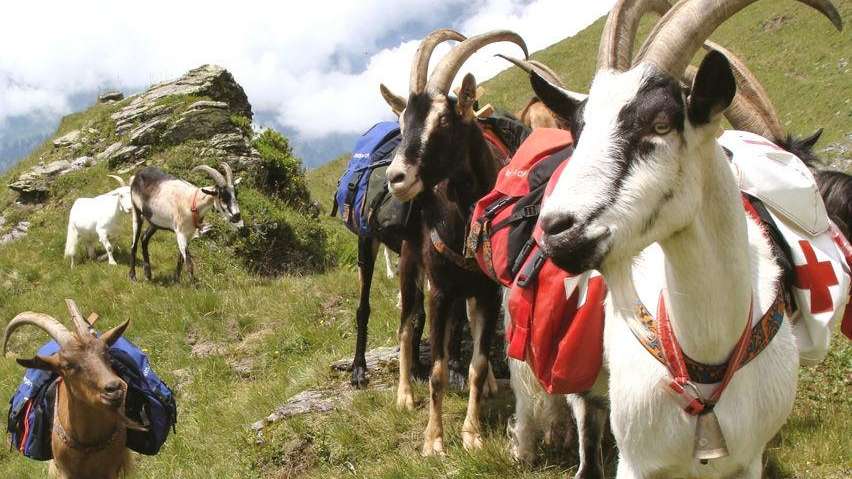 Packziegen-Trekking